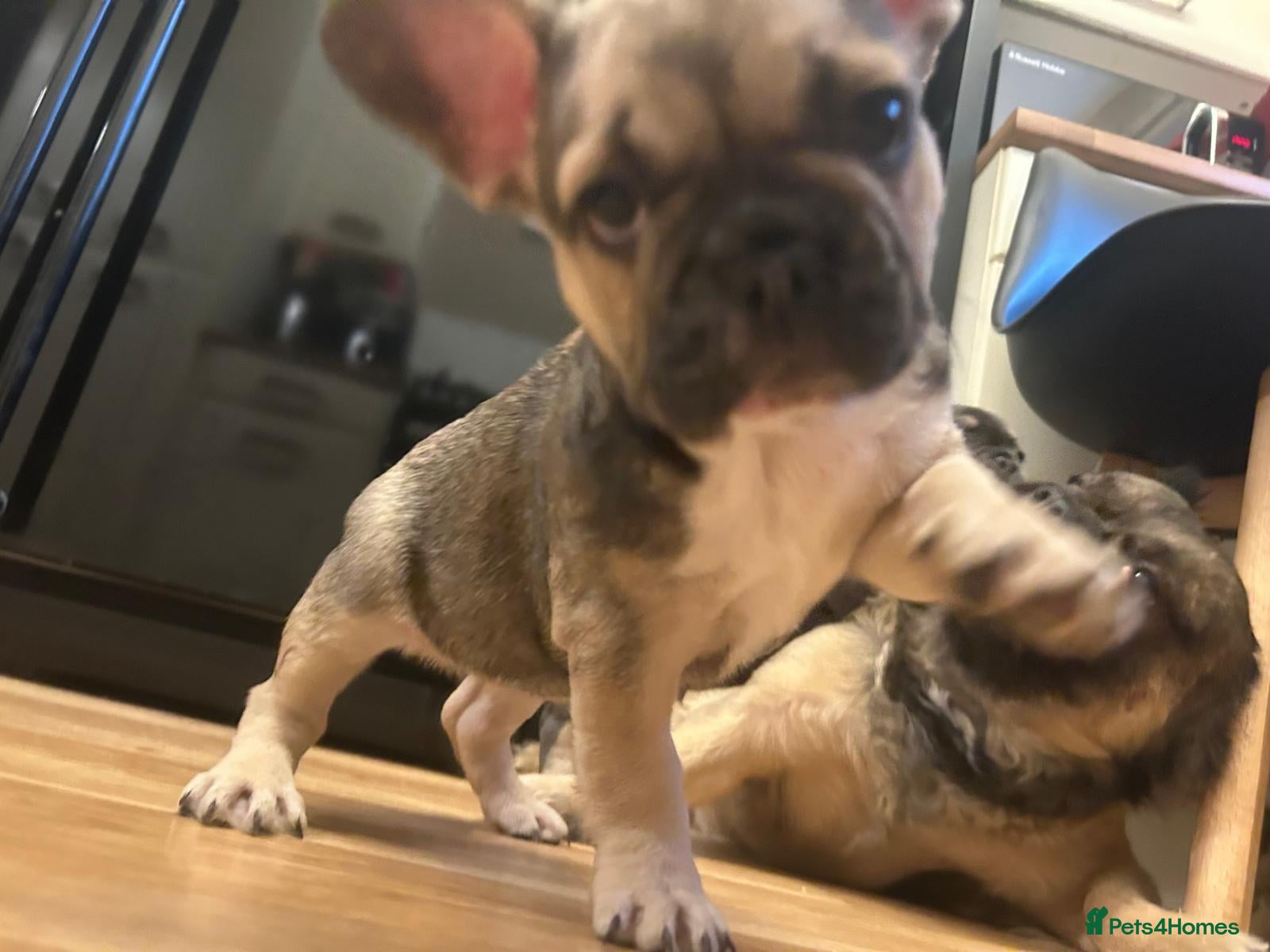 French Bulldog dogs LAST FEMALE FRENCH BULLDOG PUPPY - Advert 1