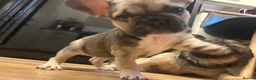 French Bulldog dogs for sale: LAST FEMALE FRENCH BULLDOG PUPPY - Advert 2