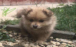 Pomeranian dogs for sale: Pomeranian girls  - Image 5