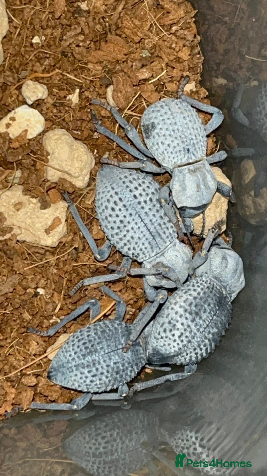 Beetles invertebrates for sale: Blue Death Feigning Beetles - Image 5