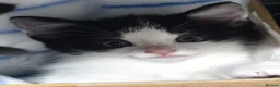 Mixed Breed cats for sale: Kittens in North Walsham - Advert 4