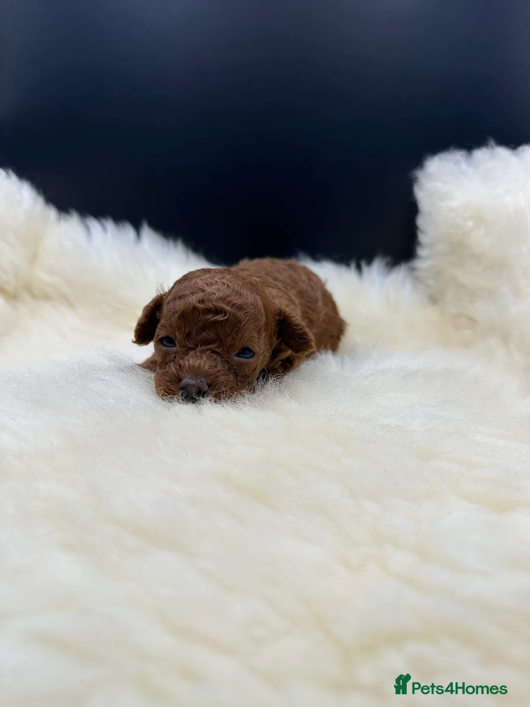 Toy Poodle dogs for sale: Toy poodle x Asian Toy poodle puppies - Advert 6