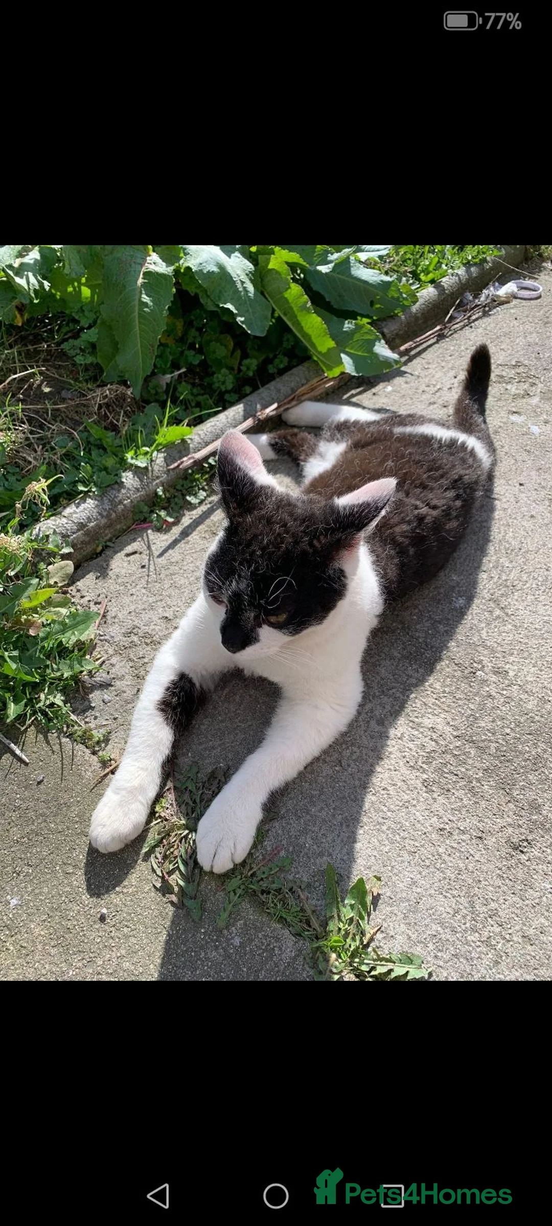 Mixed Breed cats for sale: Curly boy, fully outdoor - Advert 4