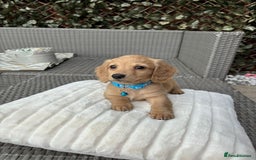Miniature Dachshund dogs for sale: Long hair cream mini dachshund puppies 30th july in Liverpool - Image 3
