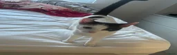 Bramble cats for sale: Kittens for sale  in Hamilton - Advert 6