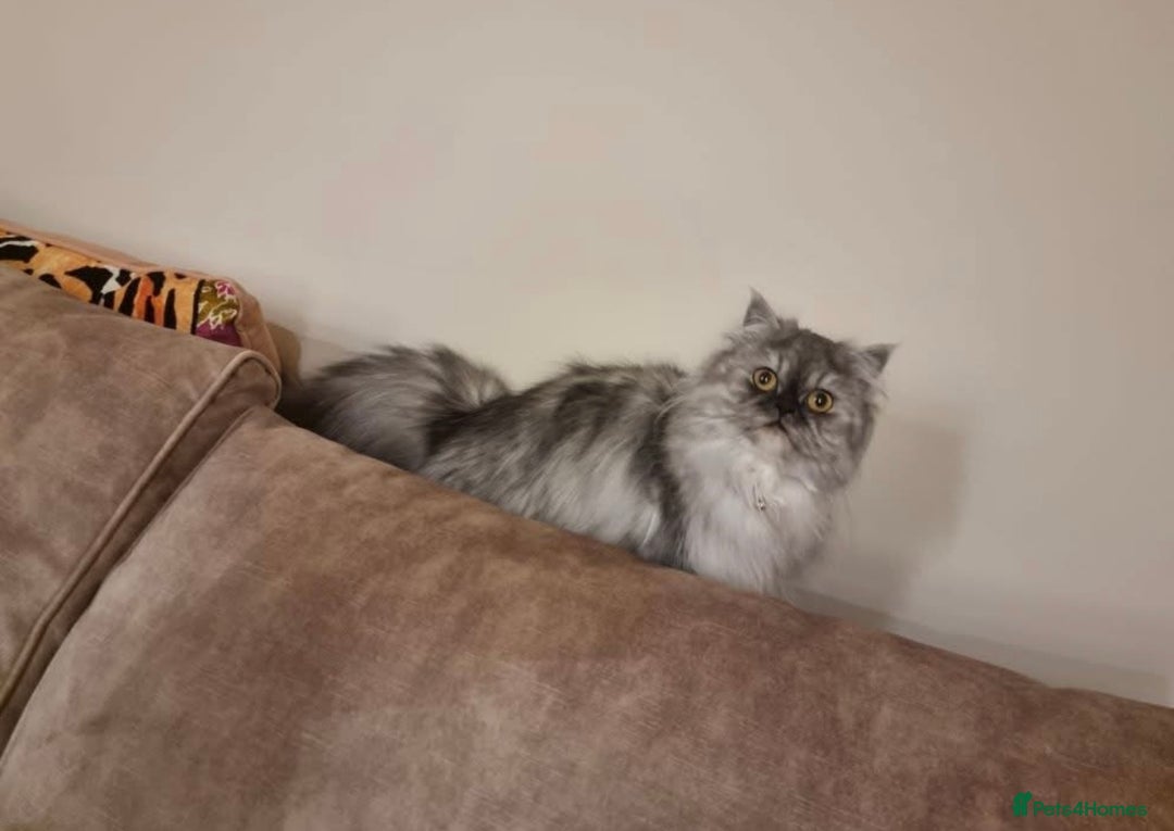 Persian cats for sale: 2 year old blue smoke Persian  - Image 3