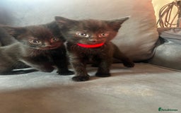 Siberian cats for sale: Siberian x Chartreux - Image 13