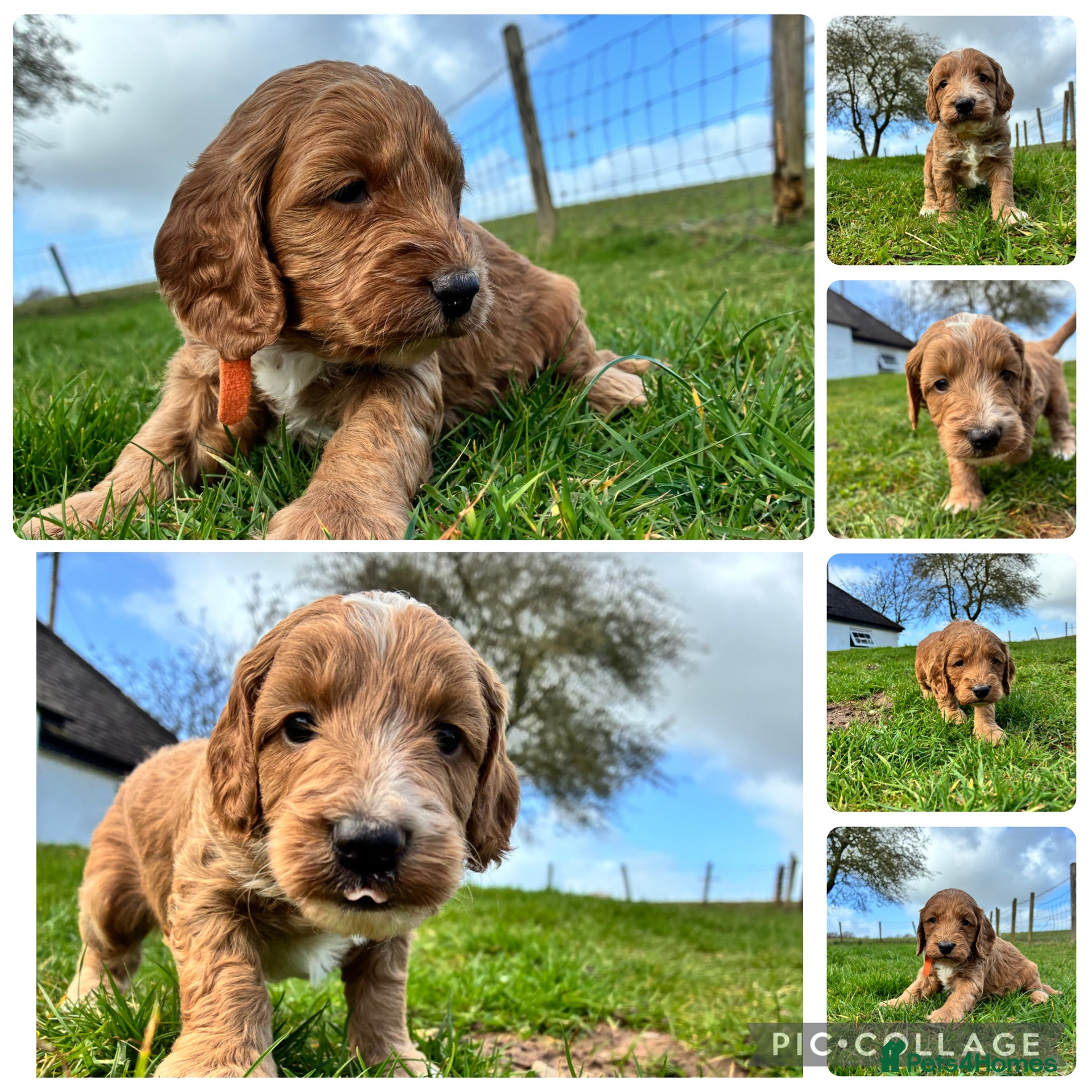 Cockapoo dogs 💜 2 boys left F1 Cockapoo puppies 💜 - Advert 8