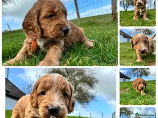 Cockapoo dogs 💜 2 boys left F1 Cockapoo puppies 💜 - Advert 8