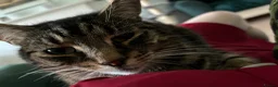 Mixed Breed cats for sale: 4 adult cats for sale/adoption - 2 boys, 2 girls  in Glossop - Advert 8