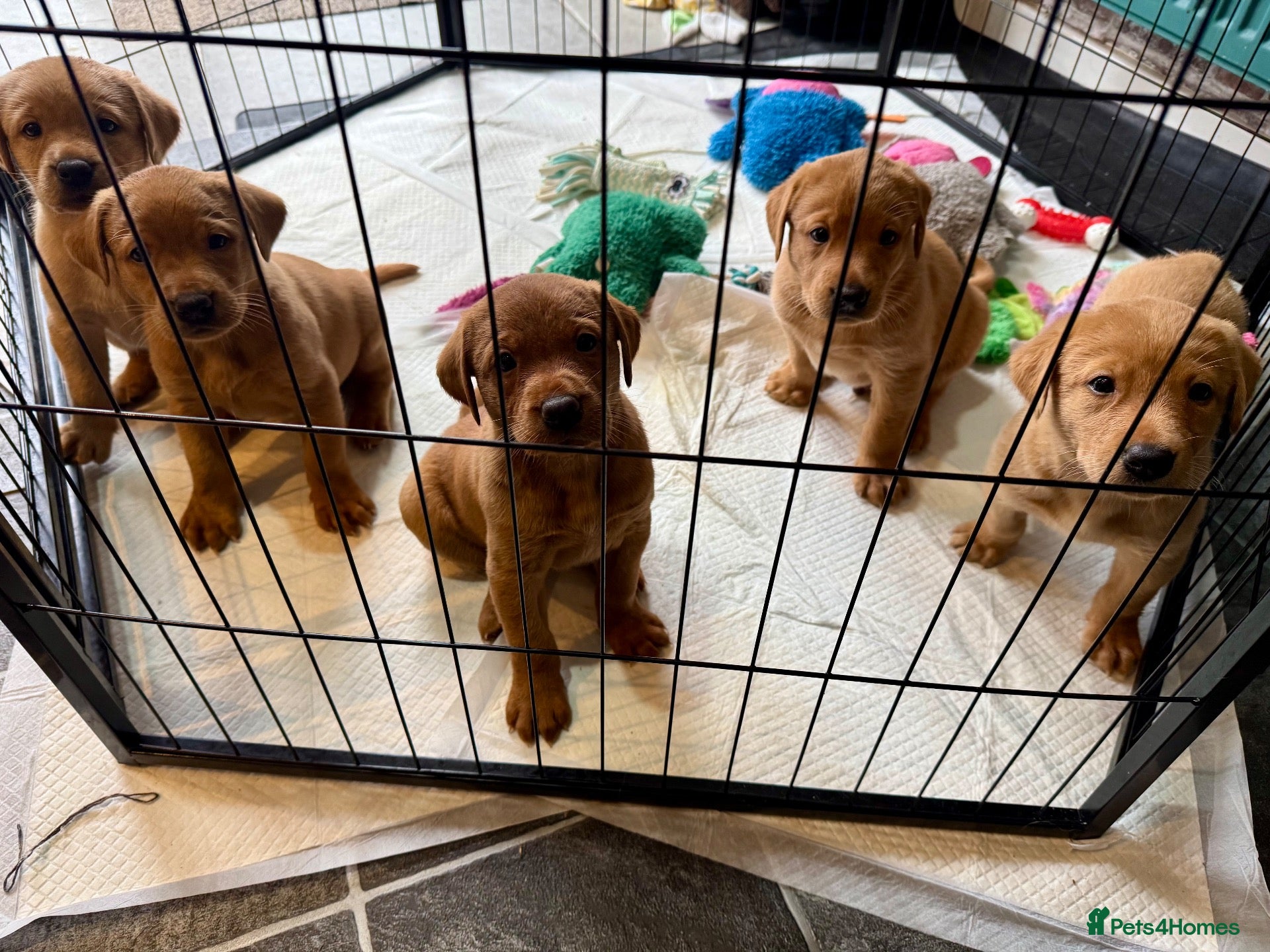 Labrador Retriever dogs Fox Red Puppies  - Advert 1
