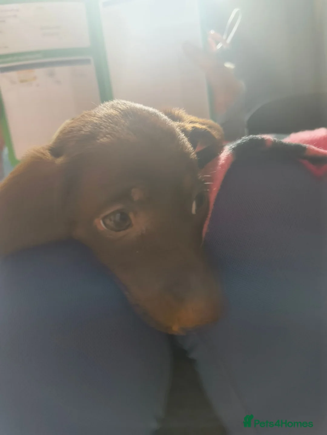 Dachshund dogs for sale: Stunning miniature dachshunds - Advert 2