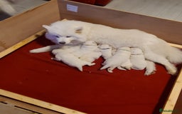 Samoyed dogs for sale: 🐾 Exceptional Pedigree Samoyed Puppies  🐾 - Image 3