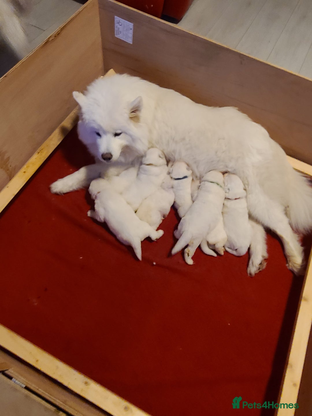 Samoyed dogs for sale: 🐾 Exceptional Pedigree Samoyed Puppies  🐾 - Image 3