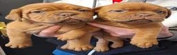 Dogue De Bordeaux dogs for sale: Pedigree Dogue De Bordeaux puppies - Advert 3
