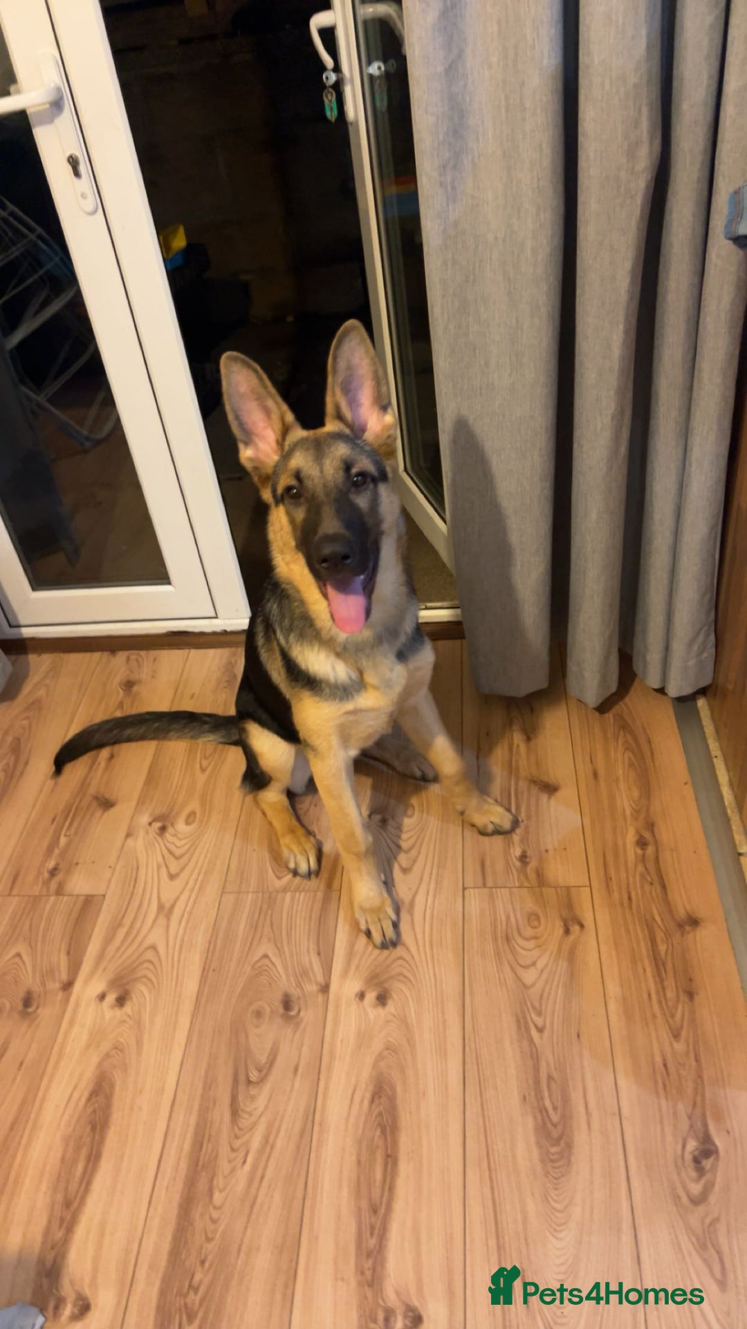 German Shepherd dogs for sale: Male 7 month GSD - Advert 1