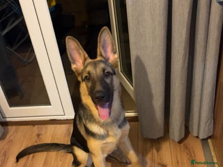 German Shepherd dogs Male 7 month GSD - Advert 1