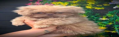 Shih Tzu Puppy 1