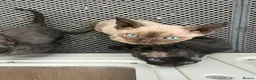 Devon Rex cats for sale: 3 girls and 1 boy 😸 - Advert 15