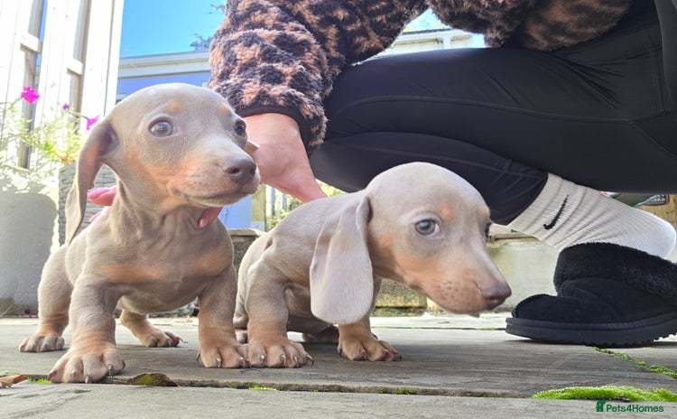 Miniature Dachshund dogs - Advert 15