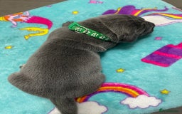 Cane Corso dogs for sale: CANE CORSO TOP QUALITY STRAJANO BLOODLINE FERMINTO - Advert 28