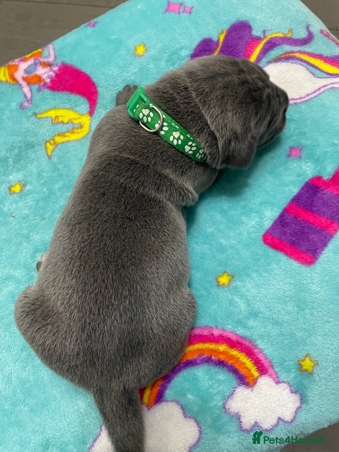 Cane Corso dogs for sale: CANE CORSO TOP QUALITY STRAJANO BLOODLINE FERMINTO - Advert 28