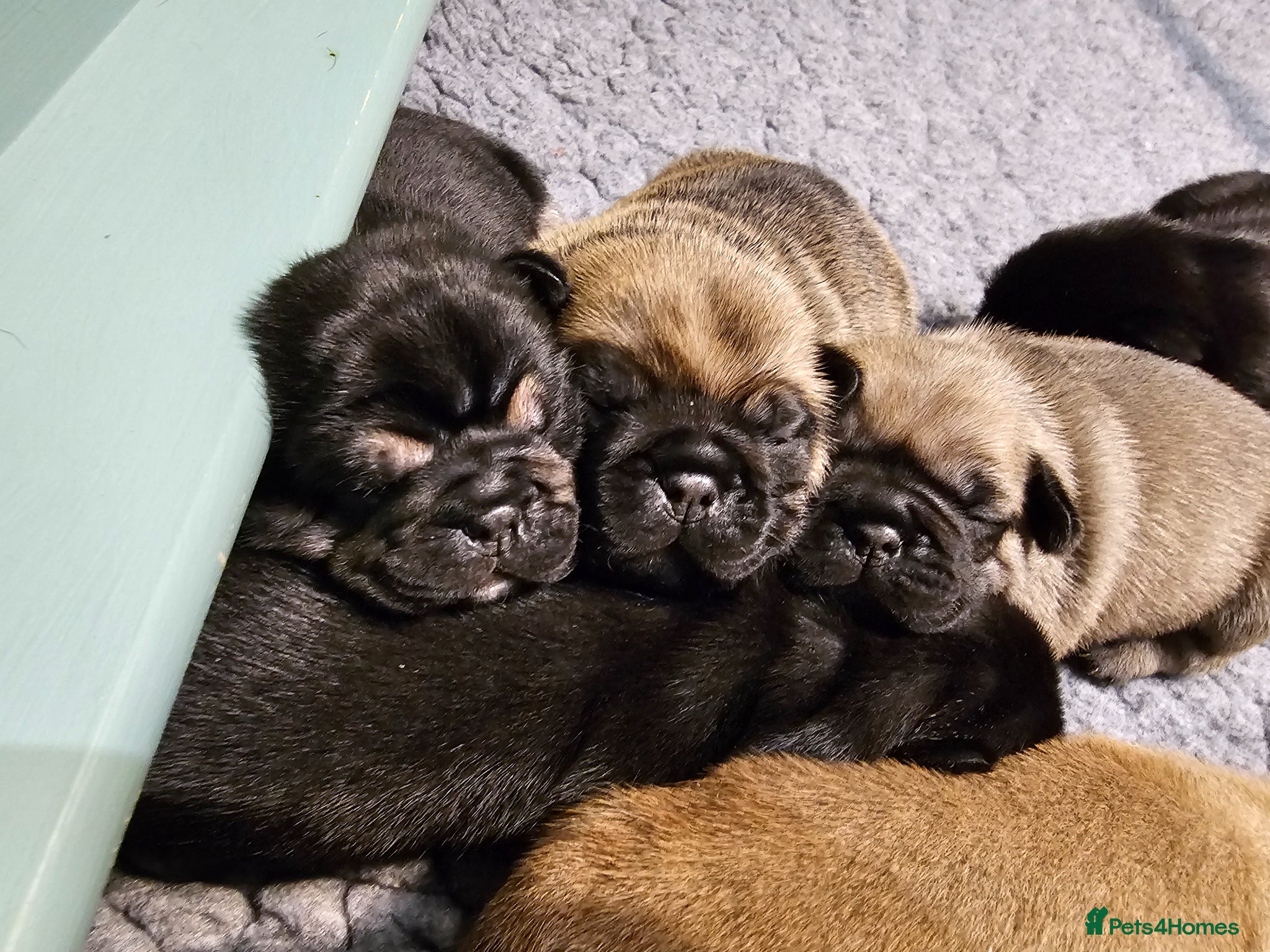 Frug dogs for sale: FRUG puppies looking for loving, forever homes now - Advert 1