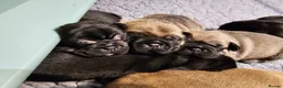 Frug dogs for sale: FRUG puppies looking for loving, forever homes now - Advert 1