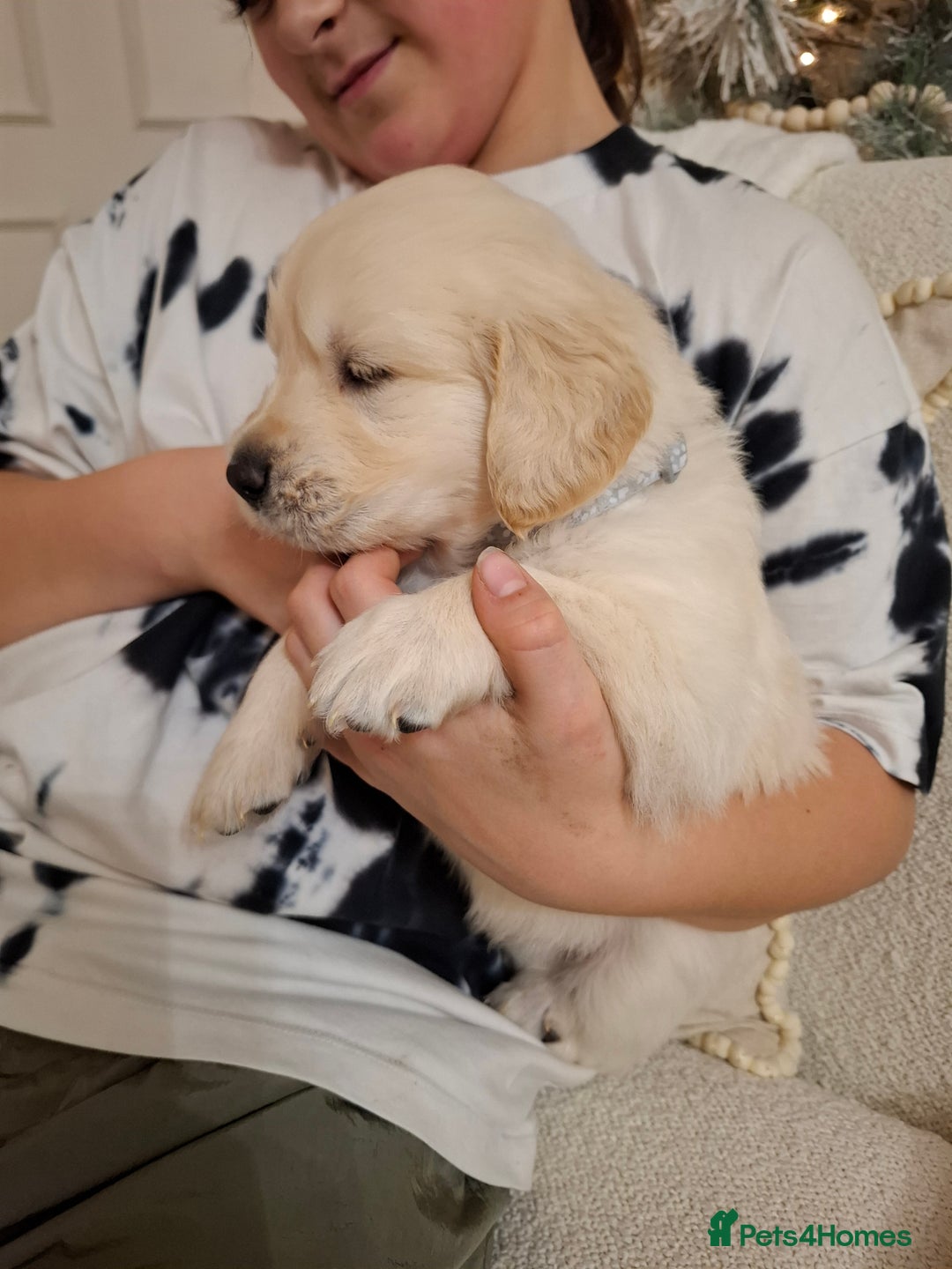 Golden Retriever dogs for sale: KC reg golden retriever puppies - Advert 6