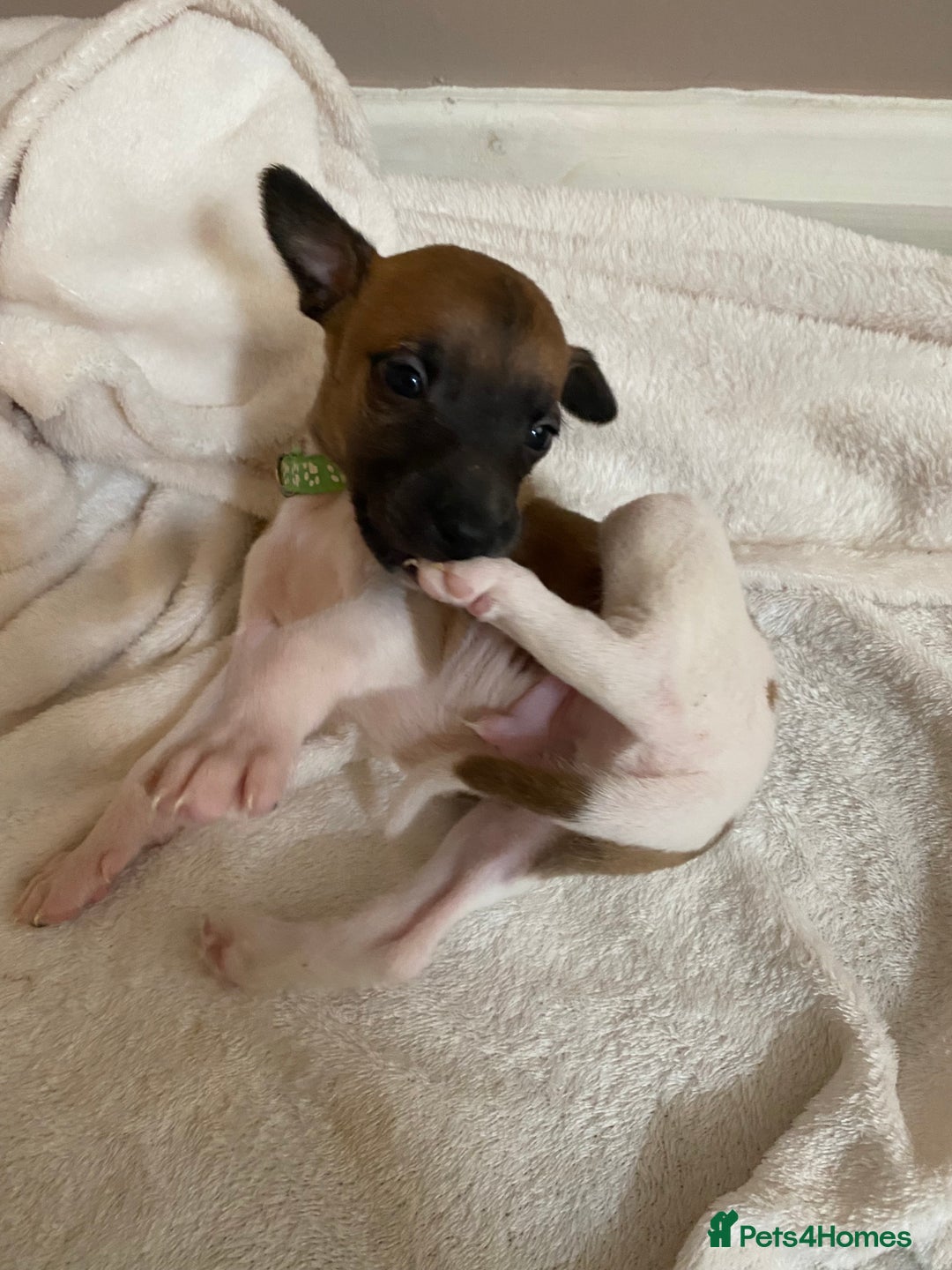 Whippet dogs for sale: 6 stunning whippet puppies  - Image 9