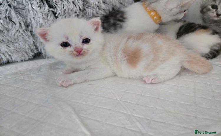 Persian cats - Advert 4