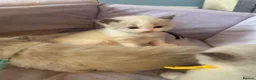 Ragdoll cats for sale: 4 beautiful ragdoll kittens  - Advert 23