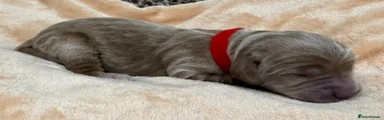 Double Doodle Puppy 8 Red Collar 