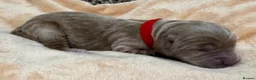 Double Doodle dogs for sale: Sunning littler of Doubledoodle puppies in Grimsby - Advert 28