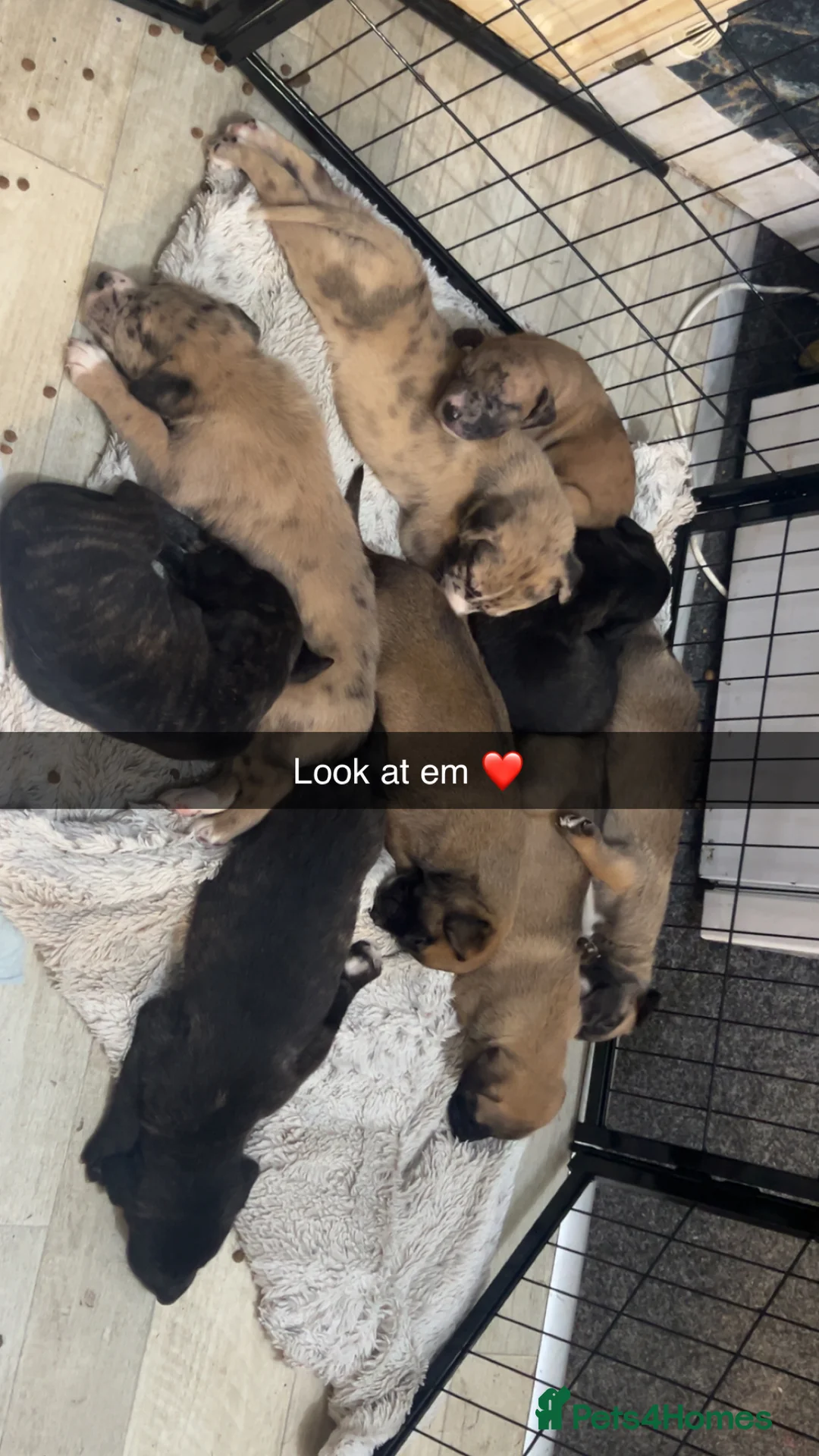 Mixed Breed dogs for sale: Catahoula leopard dog cross with Belgium Malinois  - Advert 7