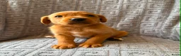 Labrador Retriever dogs for sale: Beautiful KC Reg Dark Fox Red Labrador Puppies - Advert 8