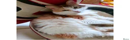 Mixed Breed cats for adoption: Rainbow Sisters - Dog & Child Friendly - Advert 2