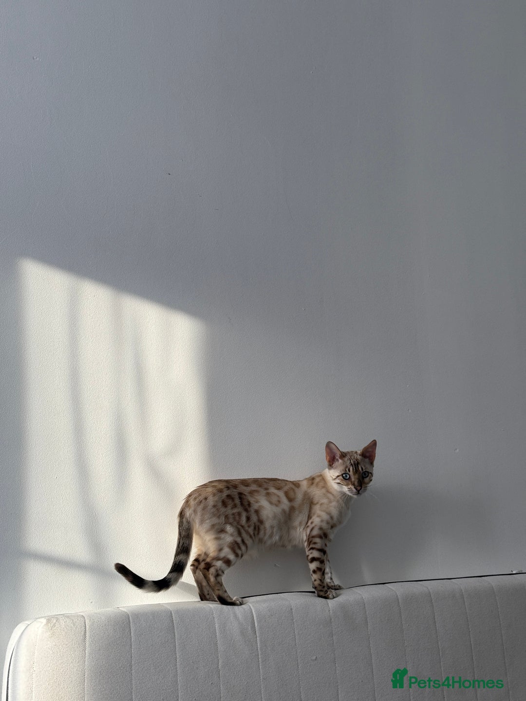 Bengal cats for sale: GCCF Snow Lynx girl  - Advert 1