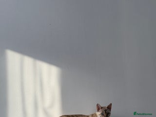 Bengal cats GCCF Snow Lynx girl - Advert 2