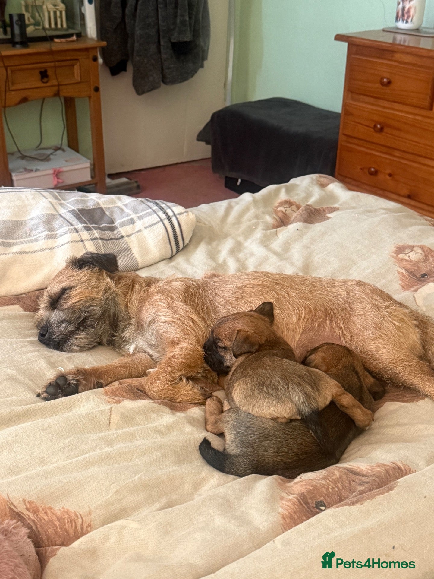 Border Terrier dogs for sale: Two beautiful boys for sale - Advert 2