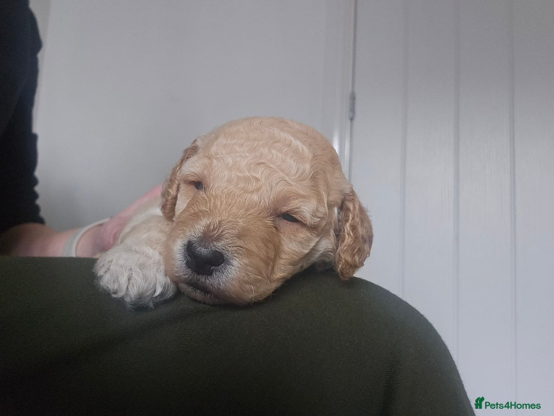 Toy Poodle dogs for sale: Beautiful toy/miniature poodle puppies. - Advert 14