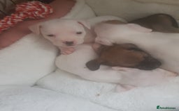 Mixed Breed dogs for sale: Frenchie X staffy - Image 27