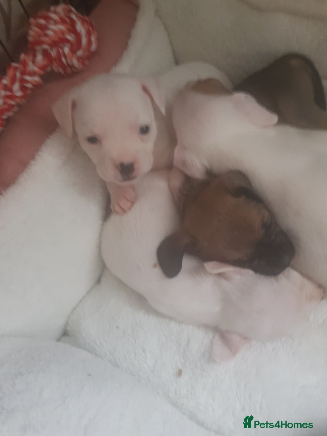 Mixed Breed dogs for sale: Frenchie X staffy - Image 27