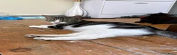Domestic Shorthair cats for sale: Adorable kittens for sale  - Advert 1