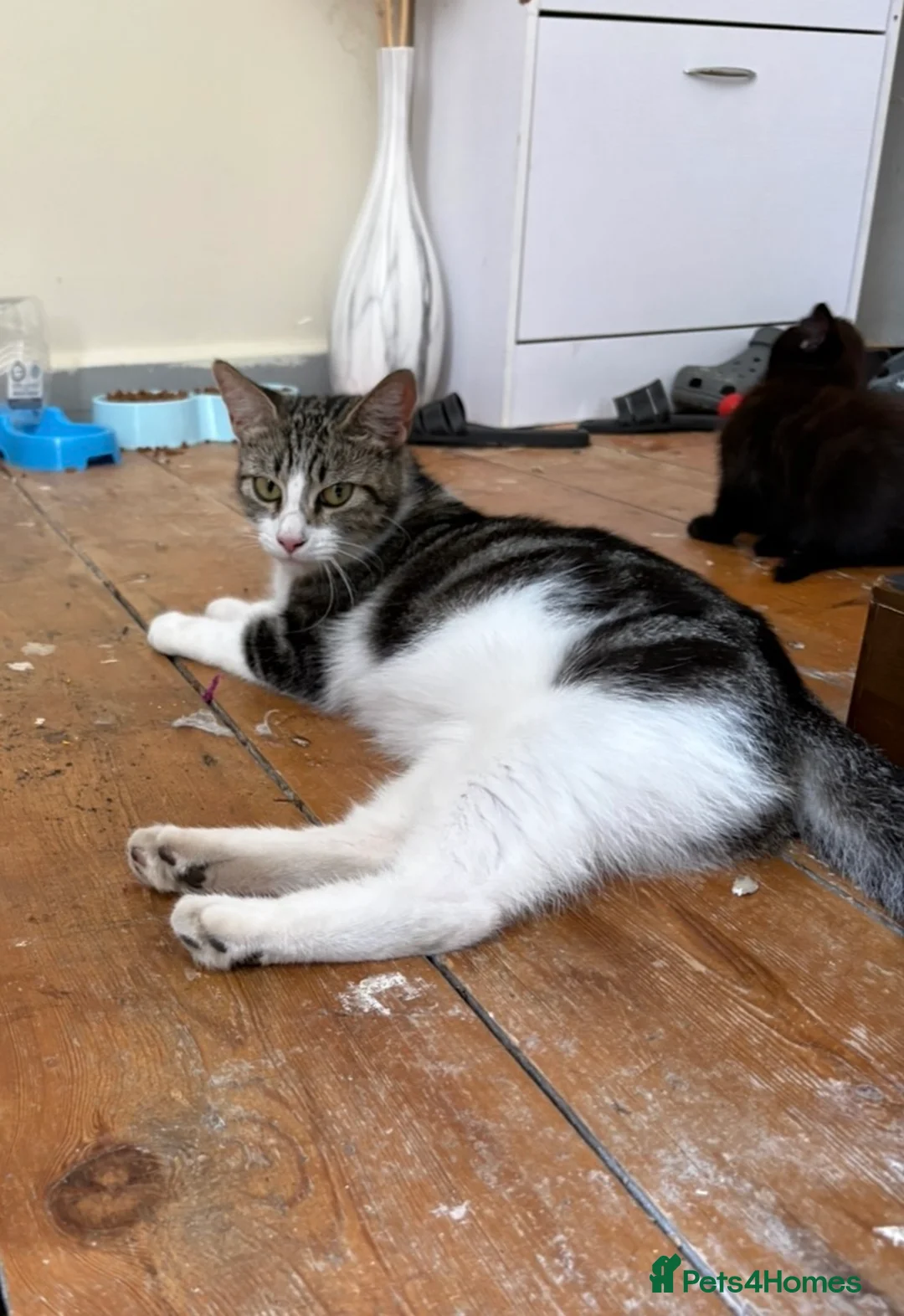 Domestic Shorthair cats for sale: Adorable kittens for sale  - Advert 1