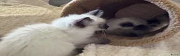 Ragdoll cats for sale: Stunning Ragdoll kittens - Advert 16