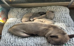 French Bulldog dogs for sale: French Bulldog - Image 3