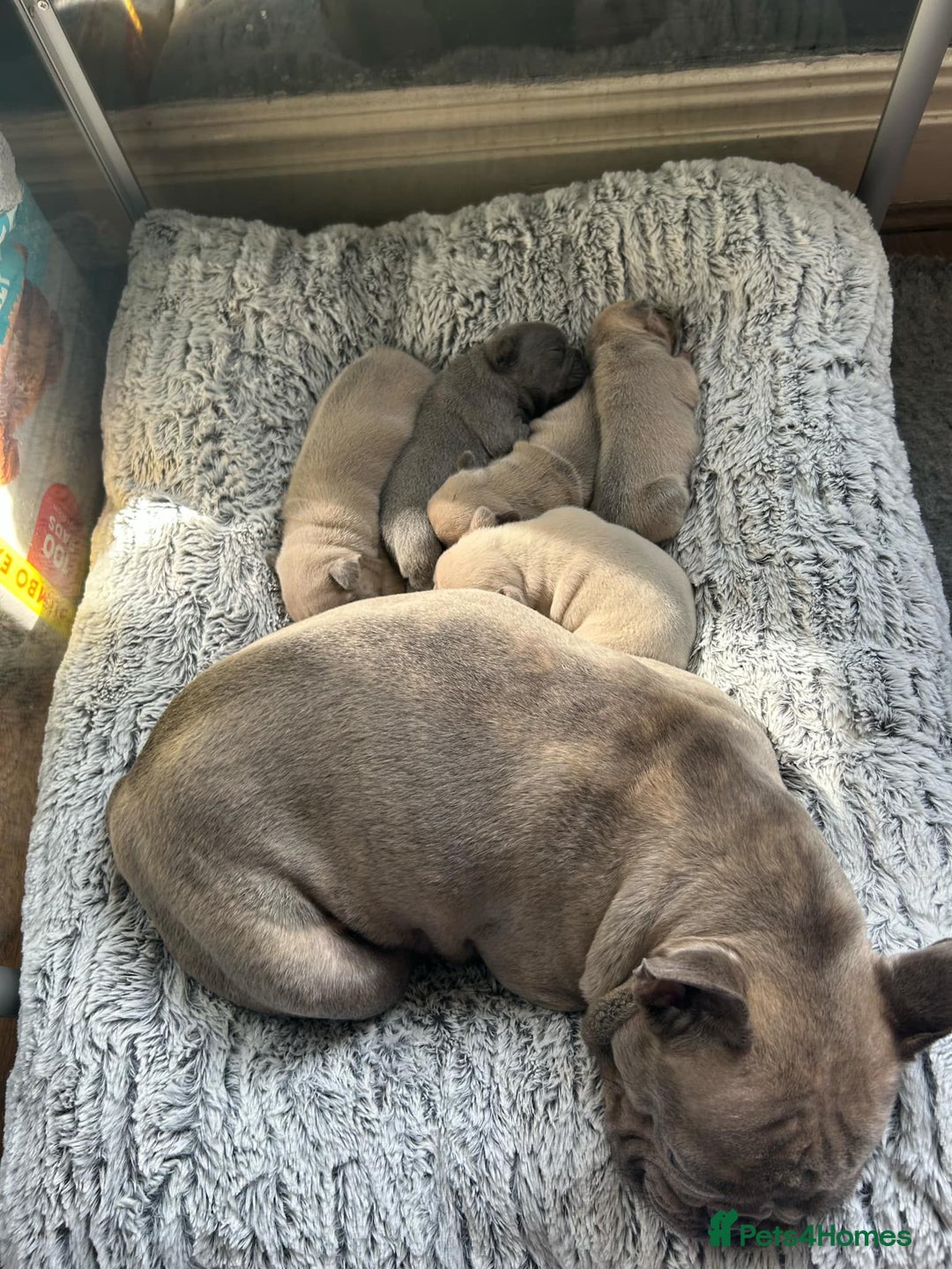 French Bulldog dogs for sale: French Bulldog - Image 3