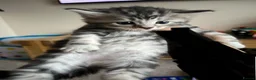 Mixed Breed cats for sale: Spiral tabby kittens 😍 in Hounslow - Advert 11