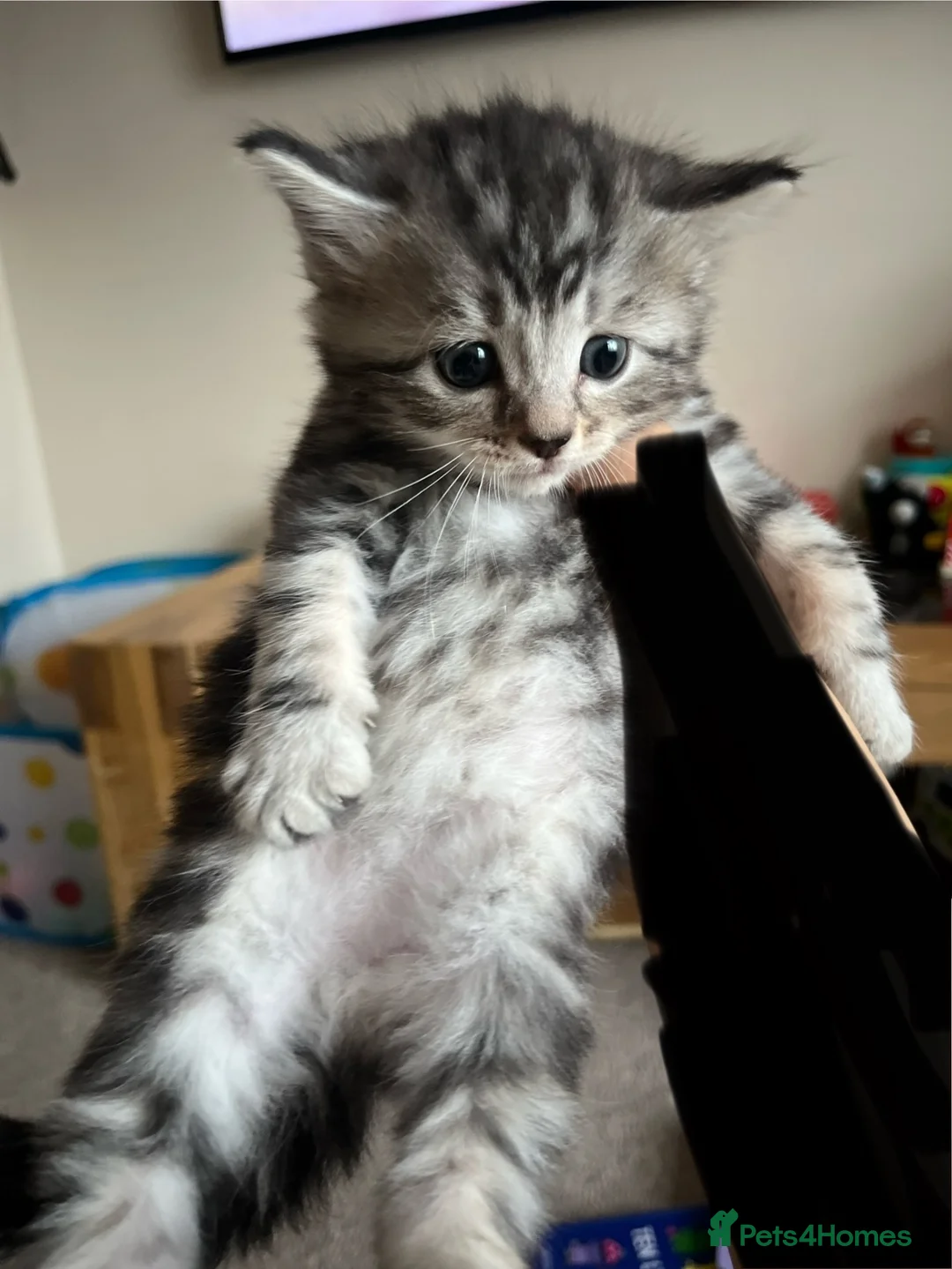 Mixed Breed cats for sale: Spiral tabby kittens 😍 in Hounslow - Advert 11